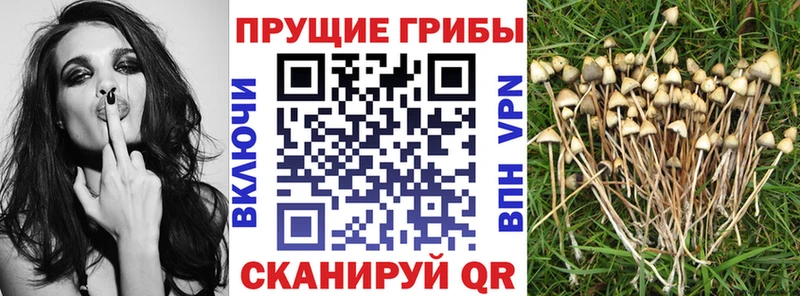 Псилоцибиновые грибы Cubensis blacksprut ссылка Сорочинск купить наркоту